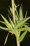 Lindheimer panicgrass